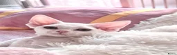 Devon Rex cats for sale: Beautiful Devon Rex kittens ❤️❤️❤️ - Advert 6