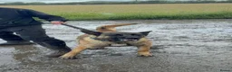 Belgian Shepherd Dog dogs for sale: Belgian Mali - Advert 2