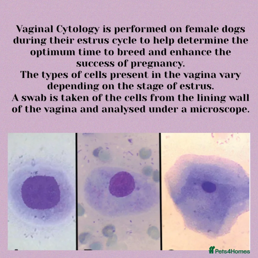 Toy Poodle dogs for stud: Health tested fox red toy poodle stud  in Stevenage - Advert 20