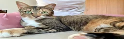 Arabian Mau cats for adoption: Mila is available for adoption  - Advert 9