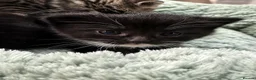 Mixed Breed cats for sale: Kittens - Advert 9