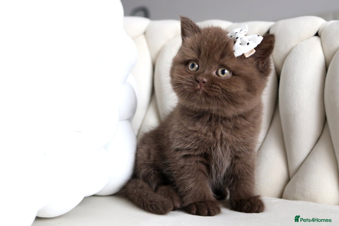 British Shorthair cats for sale: ❤️ Beautiful British Shorthair ❤️ - Image 11