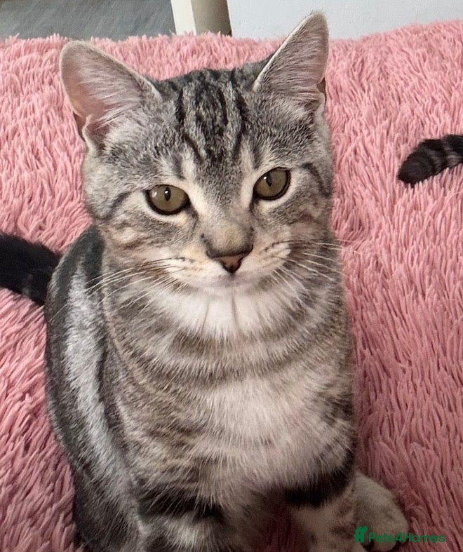 British Shorthair cats Light grey British short hair  - Advert 2