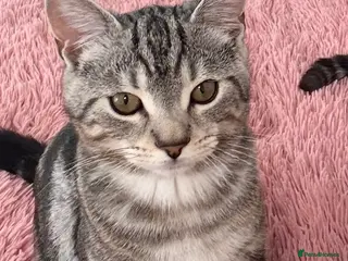 British Shorthair cats Light grey British short hair - Advert 2