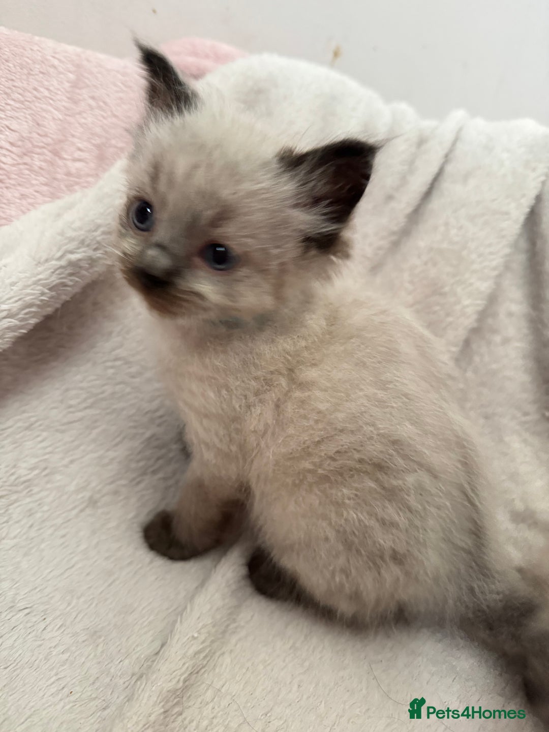 Ragdoll cats for sale: Seal point ragdoll kittens 3 boys and 2 girls  - Image 13