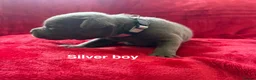 Staffordshire Bull Terrier dogs for sale: 8 stunning Stafford bull terrier puppies - Advert 14