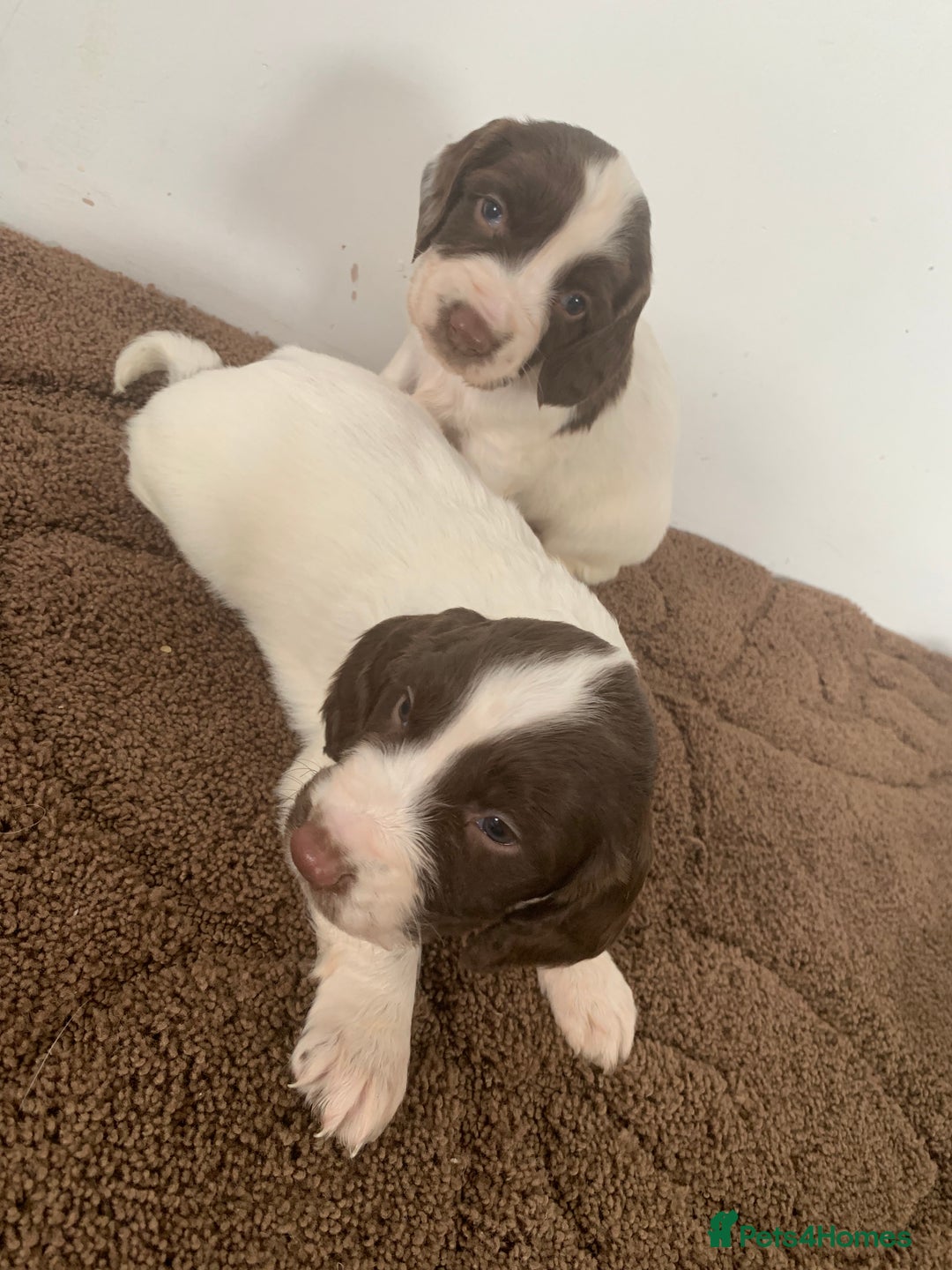 English Springer Spaniel dogs for sale: 7  Spingerspainel Puppies - Image 3