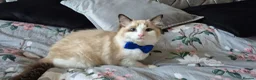 Ragdoll cats for sale: 3 TICA Registered Males for Sale. READY NOW - Advert 13
