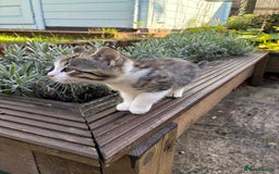 Mixed Breed cats for sale: Adorable Playful Happy Mixed breed kittens - Image 6