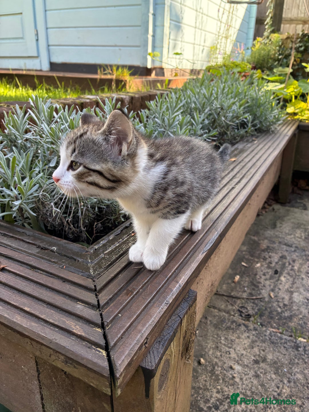 Mixed Breed cats for sale: Adorable Playful Happy Mixed breed kittens - Image 6