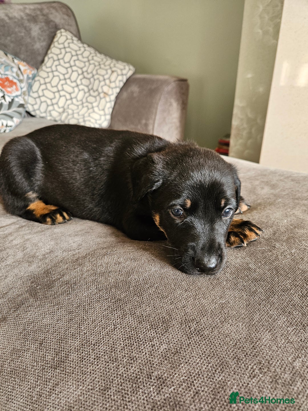 Mixed Breed dogs for sale: Beautiful black German shepherd x doberman  - Advert 22