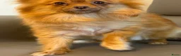 Pomeranian dogs for sale: 2-Year-Old Female Pomeranian (Not Spayed / Intact) - Advert 6