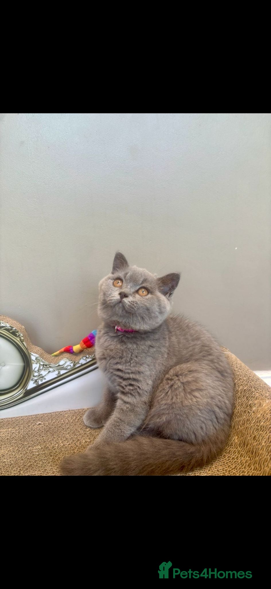 British Shorthair cats GORGEOUS British Short Hair Kittens - Advert 2
