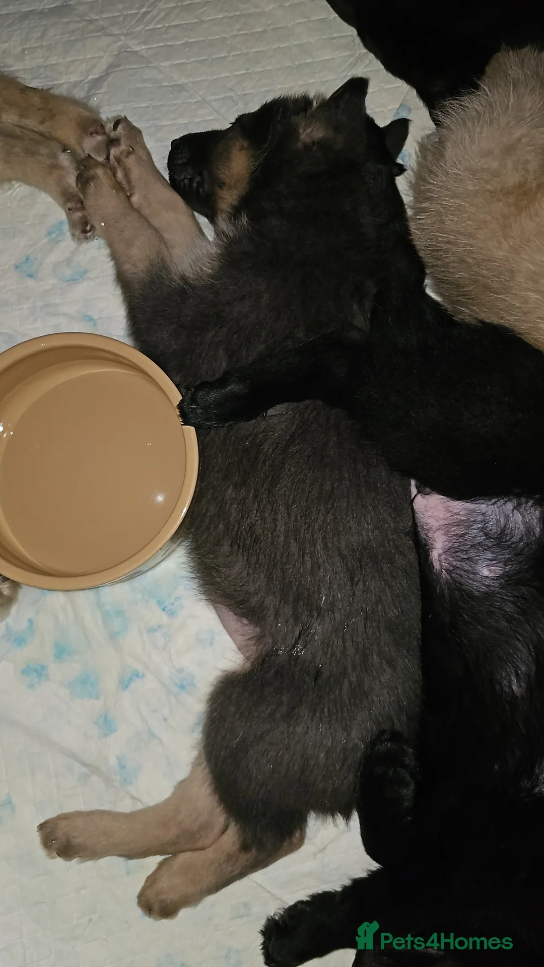 German Shepherd dogs for sale: 9 beautiful pure bred German Shepherd puppies - Advert 18