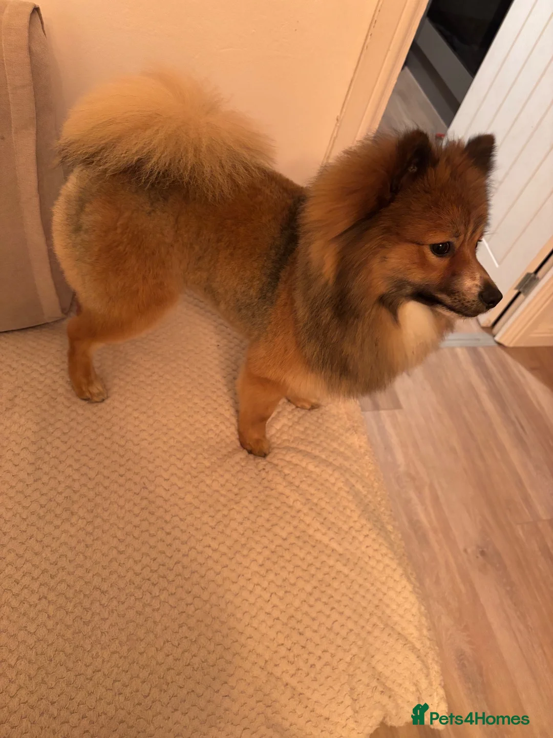 Pomeranian dogs for sale: 1 year old Pomeranian free for a loving home  in Sunderland - Advert 3