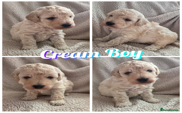 Toy Poodle dogs - Advert 1