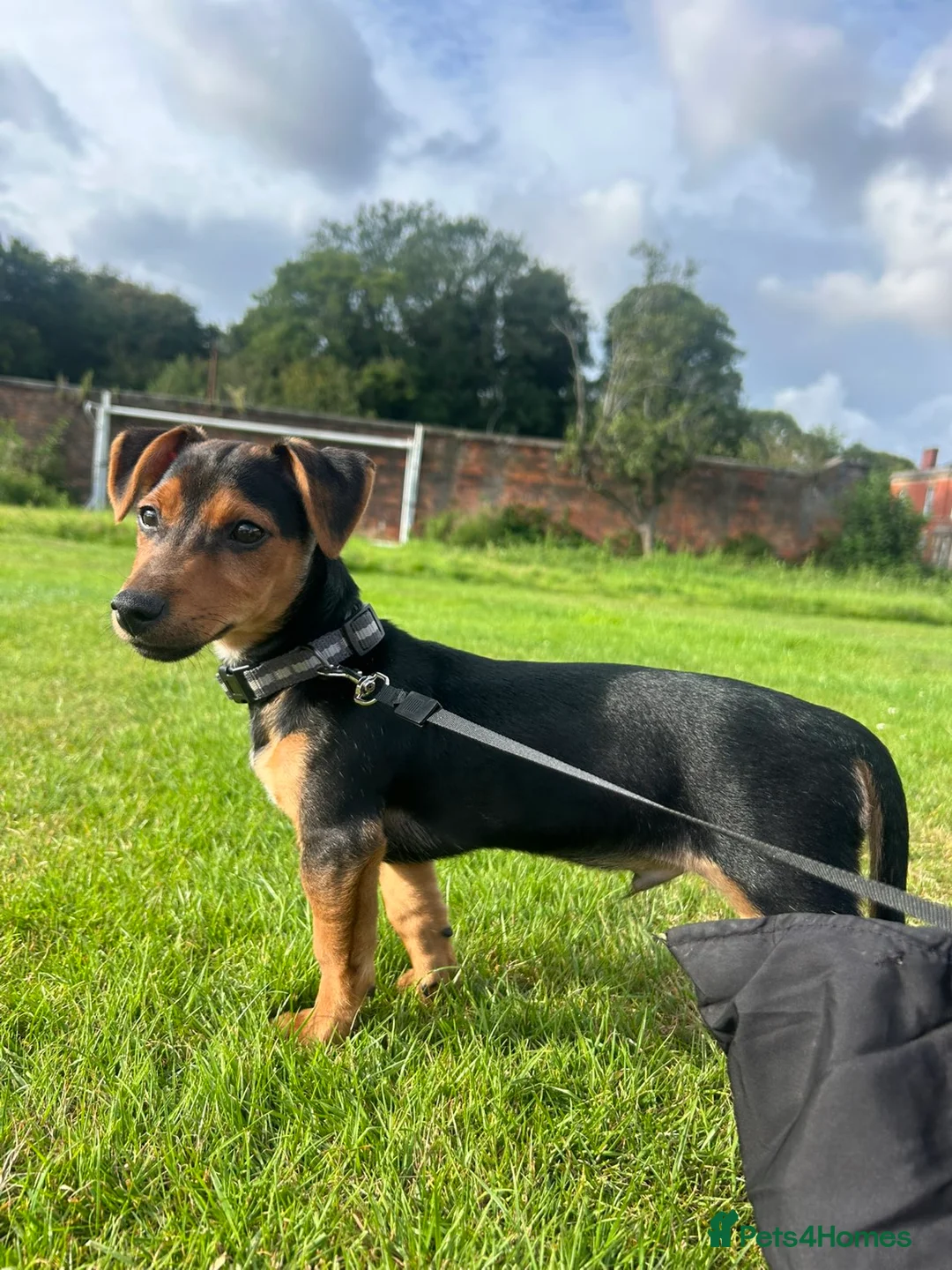 Jack Russell dogs for sale: Jack russell in Leyland - Advert 2