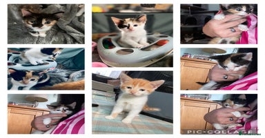 Mixed Breed cats - Advert 14