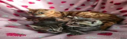 Mixed Breed cats for sale: Adorable Bengal x Shorthair Kittens  - Advert 6