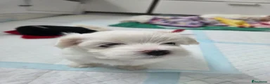 Maltese Puppy 3