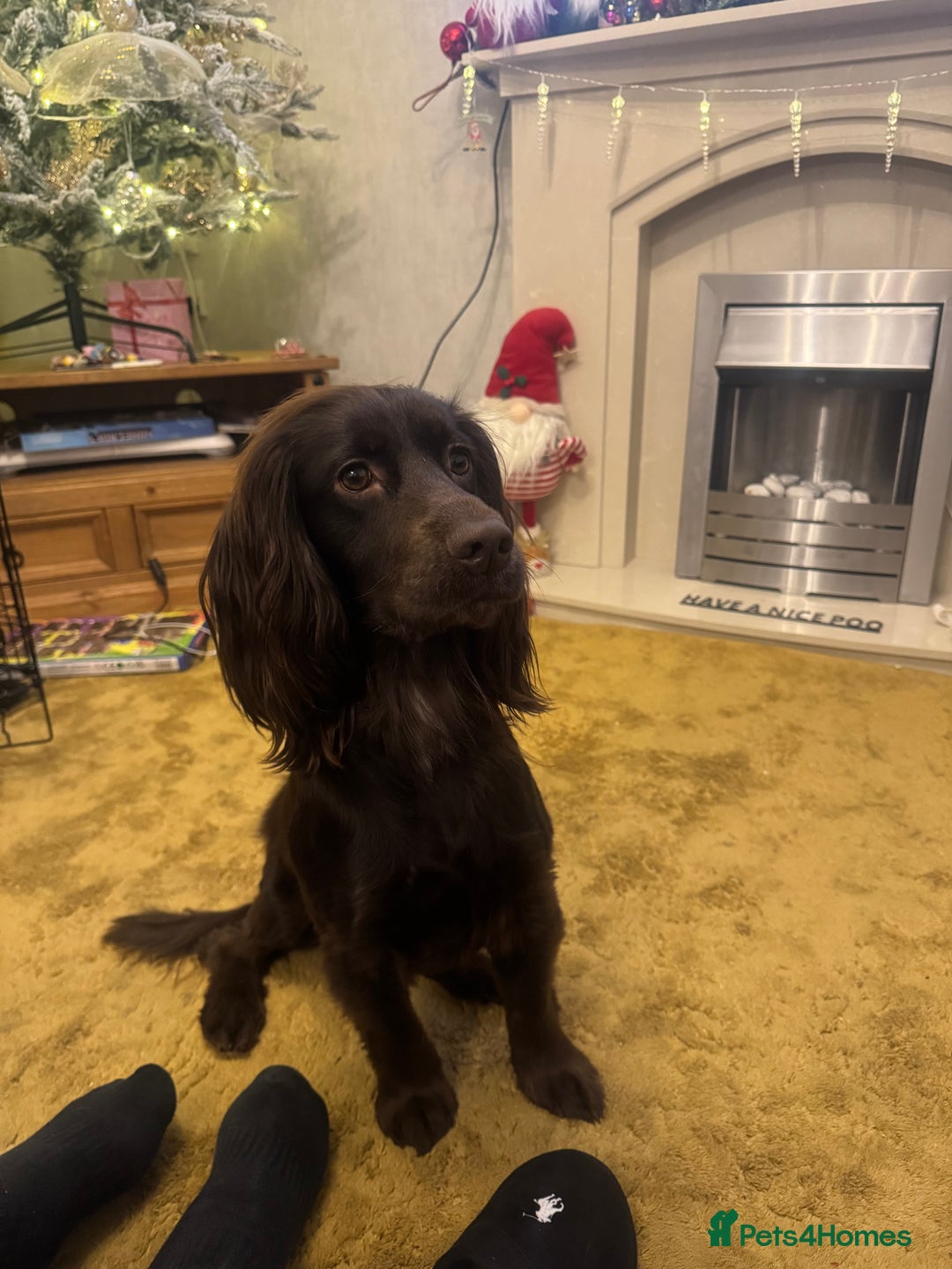 Cocker Spaniel dogs for sale: Show Cocker spaniel puppy’s 5 weeks old  - Advert 10