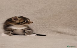 Russian Blue cats for sale: Kittens for sale - Advert 3