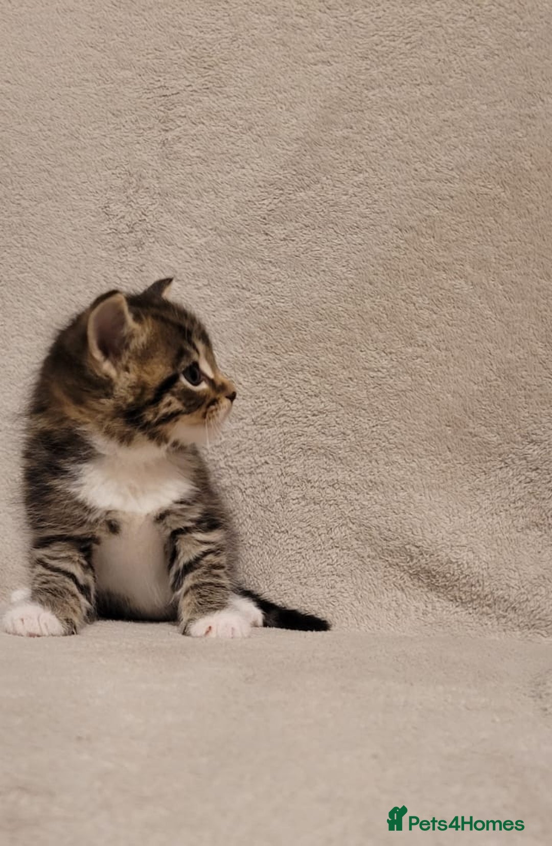 Russian Blue cats for sale: Kittens for sale - Advert 3