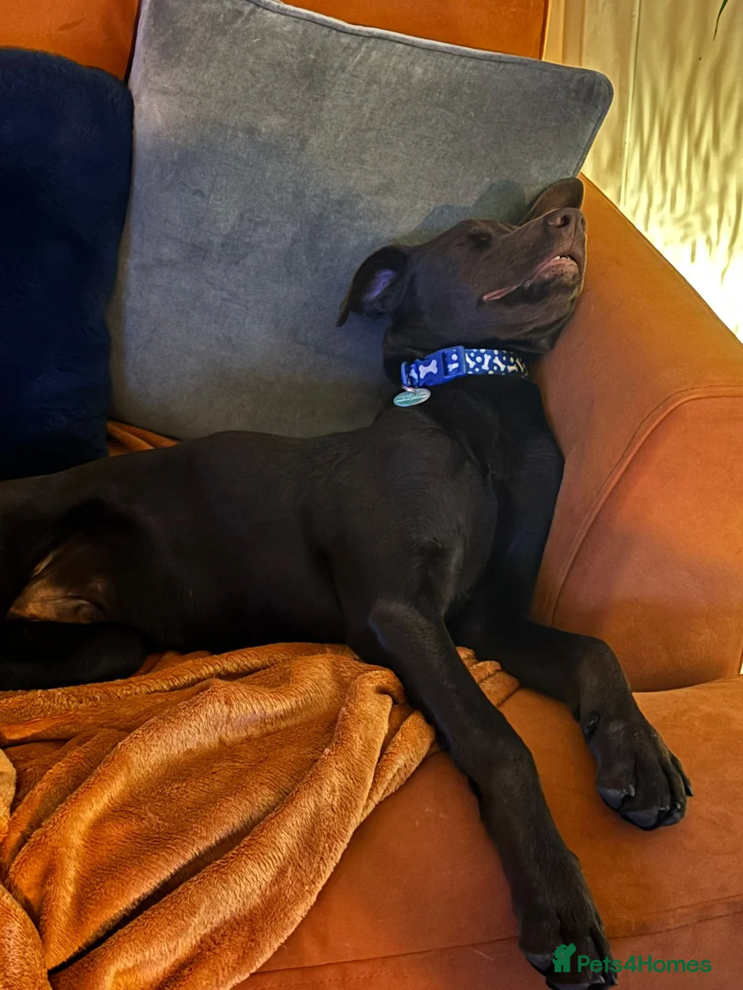 Mixed Breed dogs for sale: Lovely Buttons needs his family  - Advert 3