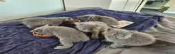 Russian Blue cats for sale: Pure Bred Russian Blue Kittens - Advert 18