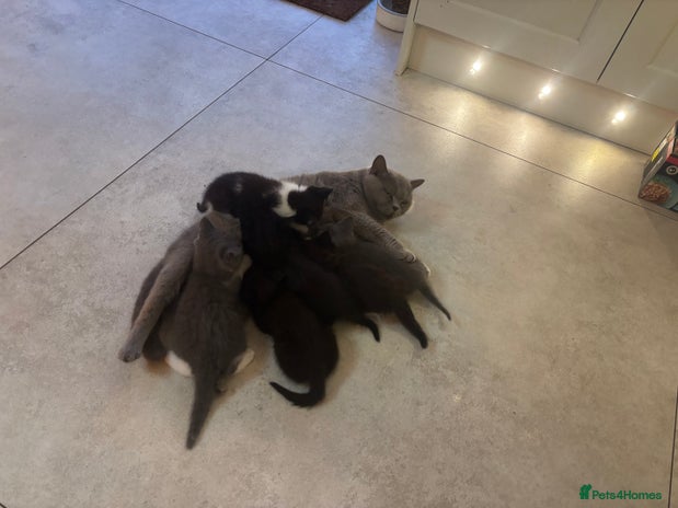 Mixed Breed cats - Advert 9