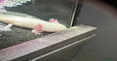 Axolotl reptiles - Advert 4