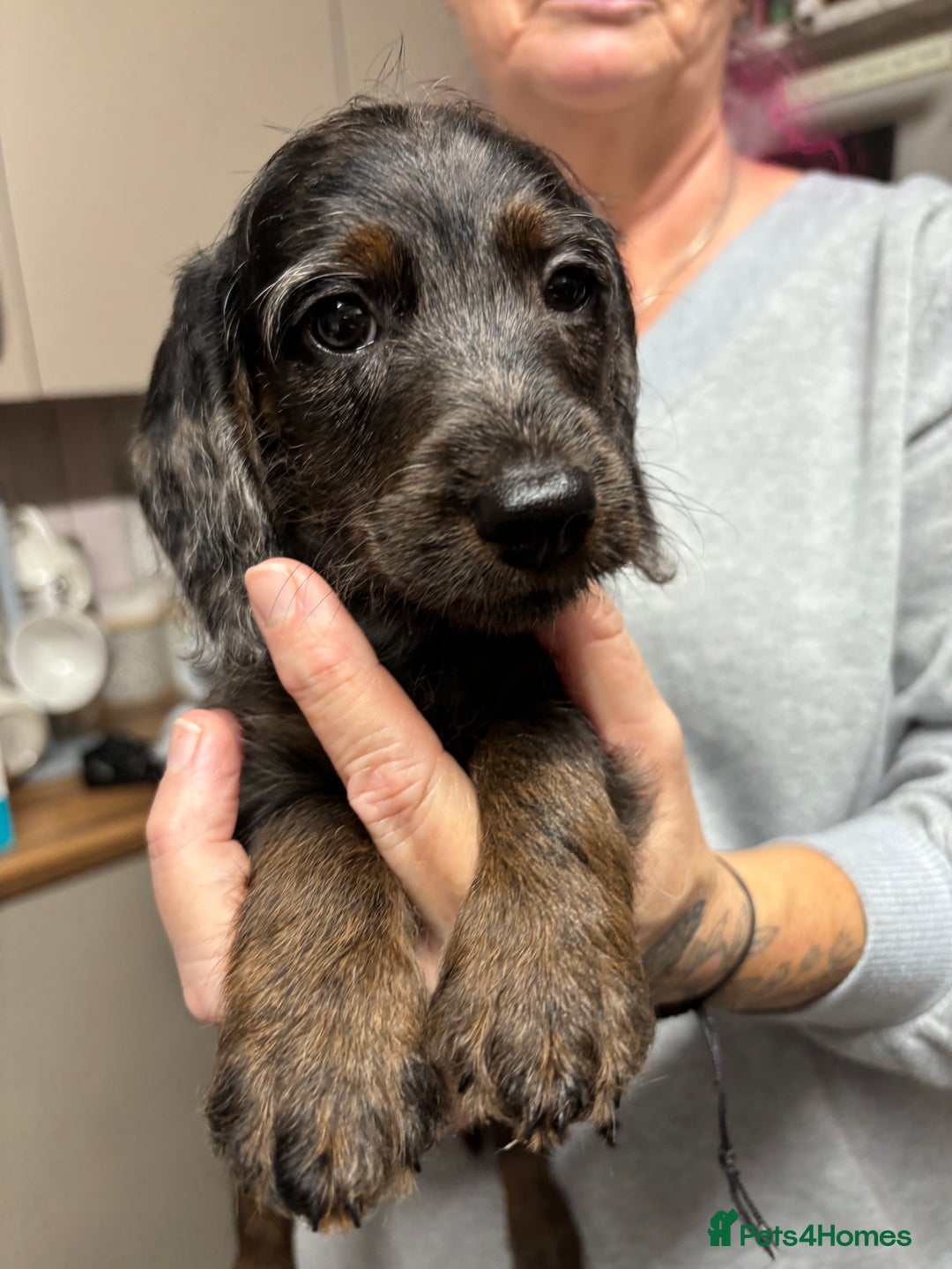 Doxiepoo dogs for sale: Doxipoo puppies READY NOW - Image 8