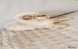 Pomeranian dogs for sale: Pomeranian puppies - Image 4