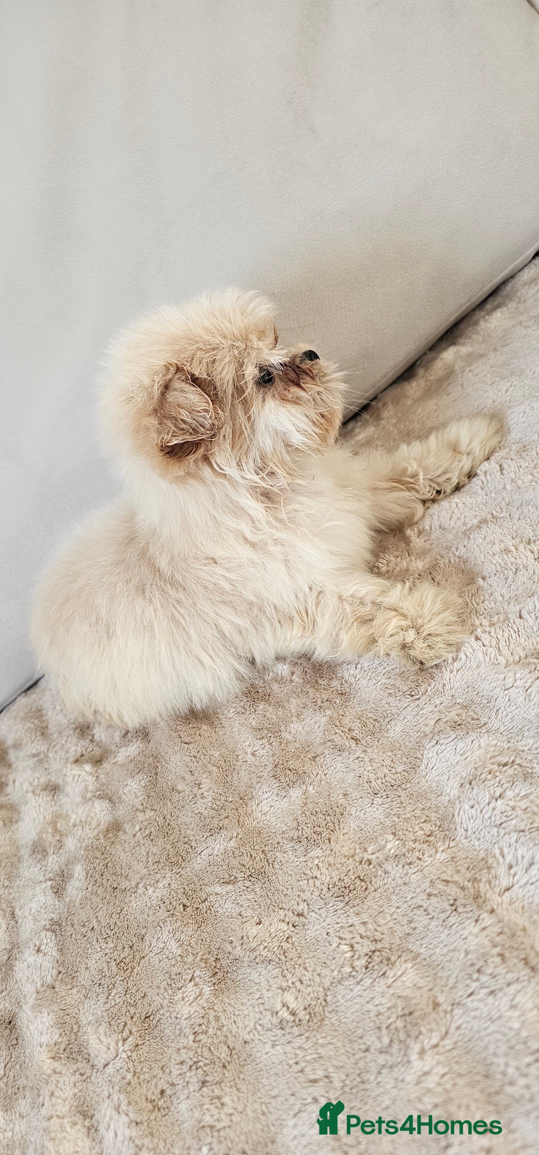 Pomeranian dogs for sale: Pomeranian puppies - Image 4