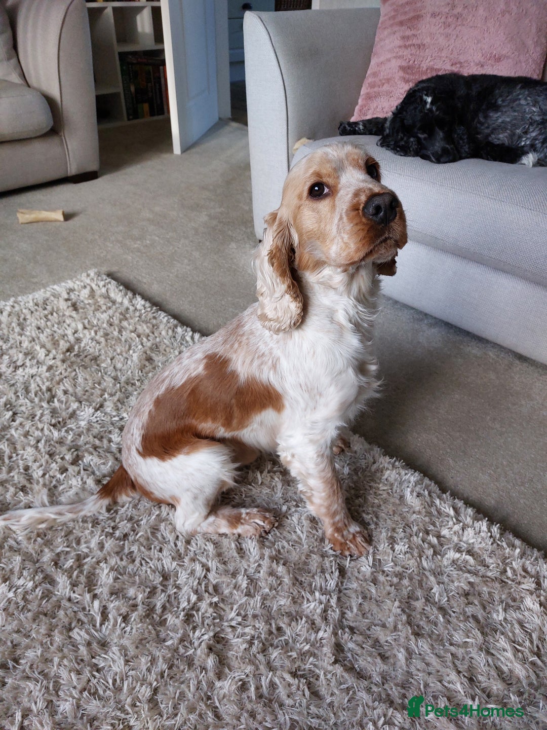 Cocker Spaniel dogs for stud: Orange Roan Show Cocker - Advert 8