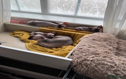 Sphynx cats for sale: 2 Sphynx Girls Ready for Forever Homes - Image 6