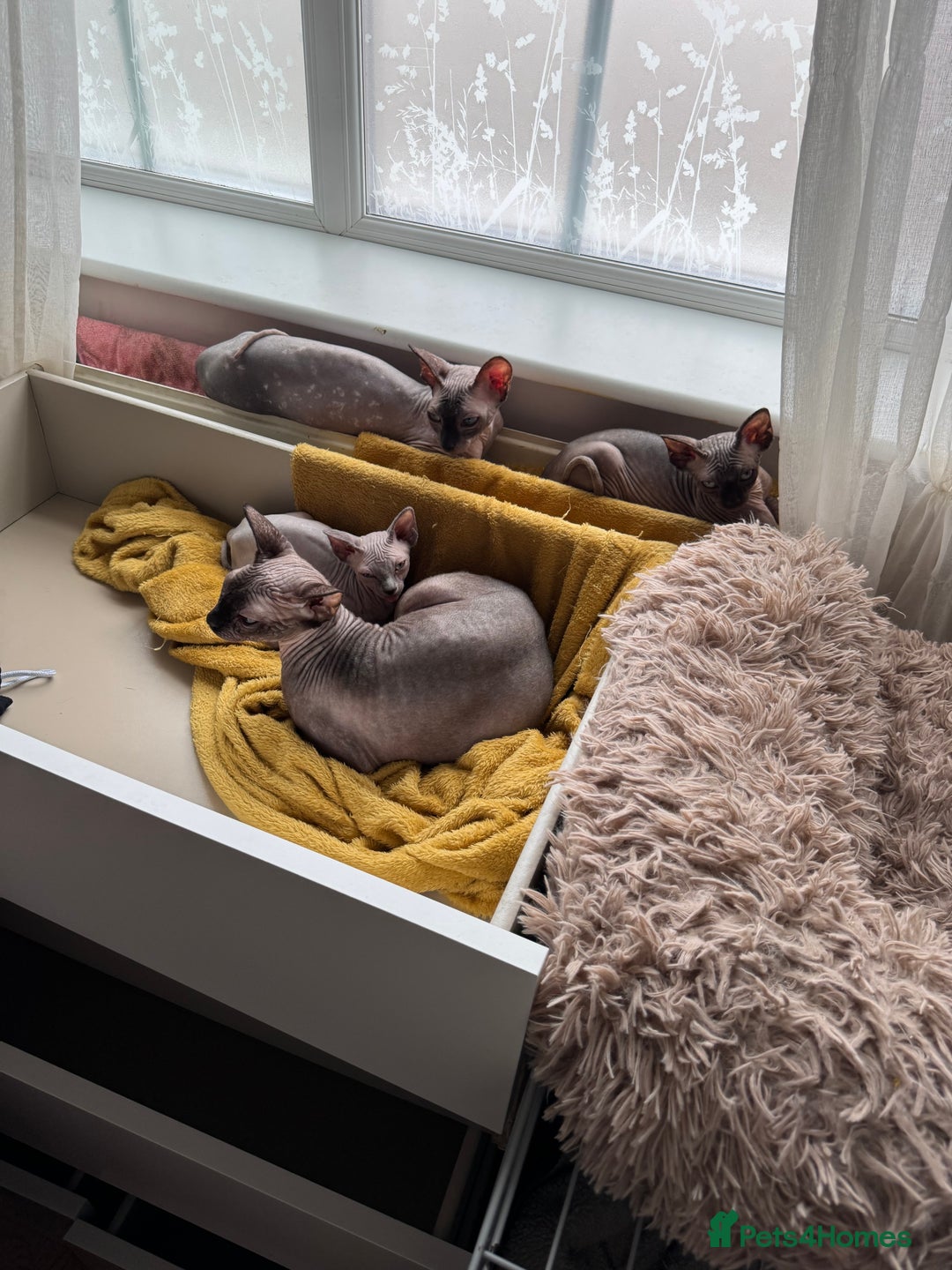 Sphynx cats for sale: 2 Sphynx Girls Ready for Forever Homes - Image 6