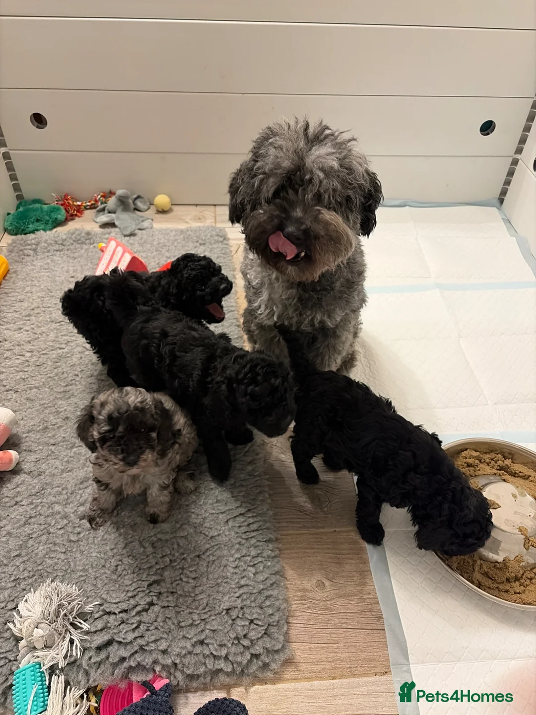 Mixed Breed dogs for sale: 3/4 Miniature Poodle cross puli pups - Advert 26