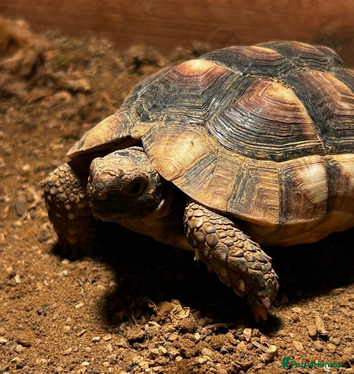 Tortoise reptiles Mediterranean Tortoise - Mylie - Advert 1