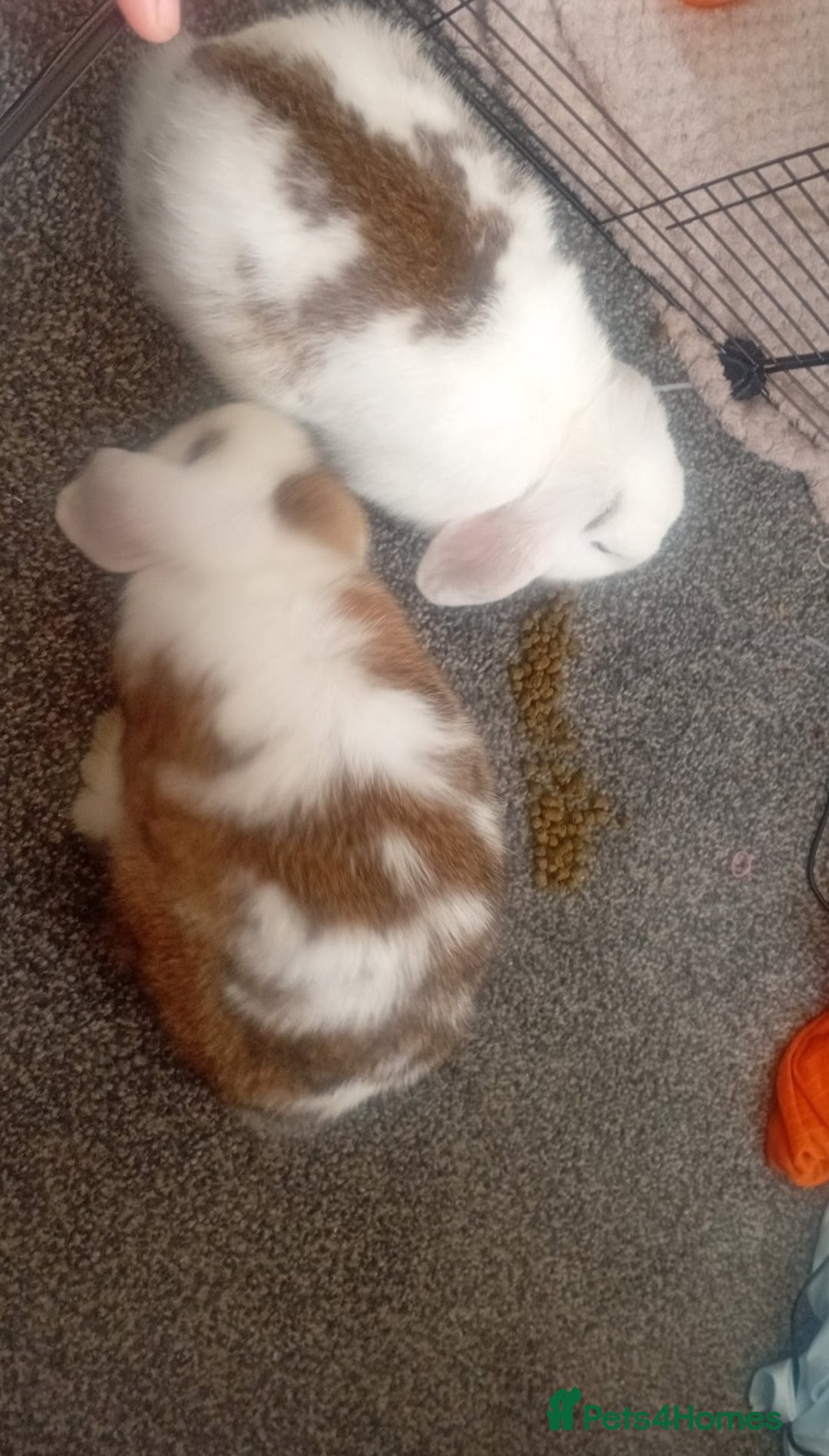 Mini Lop rabbits for sale: Friendly mini lop  - Advert 2