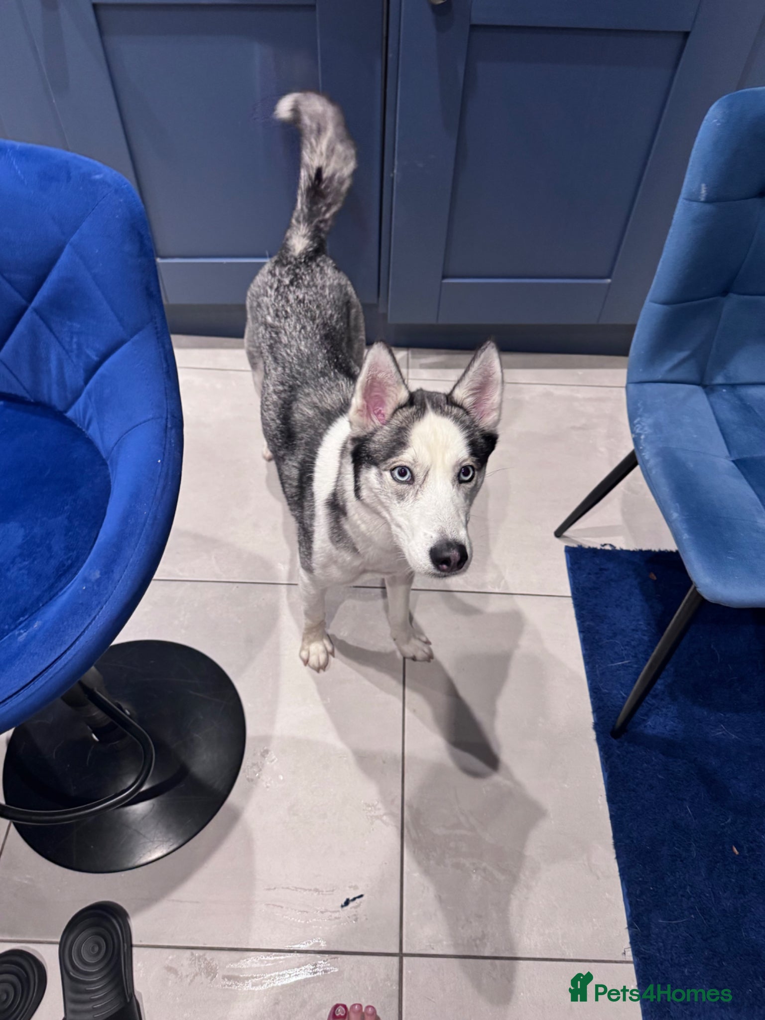 Siberian Husky dogs Siberian Husky-Experienced home only, No Children  - Advert 2