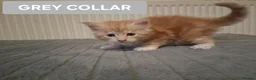 Maine Coon cats for sale: 3 GINGER MAINE COON  KITTENS in Wolverhampton - Advert 10