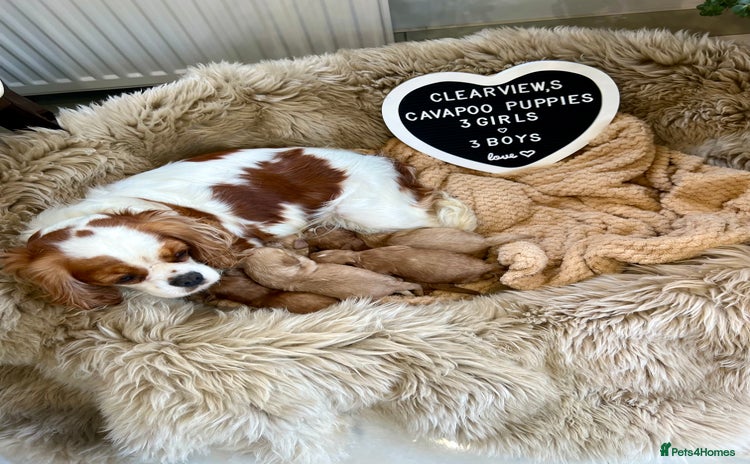 Cavapoo dogs ✨Beautiful Toy Cavapoo Puppies KC Reg parents✨ - Advert 13