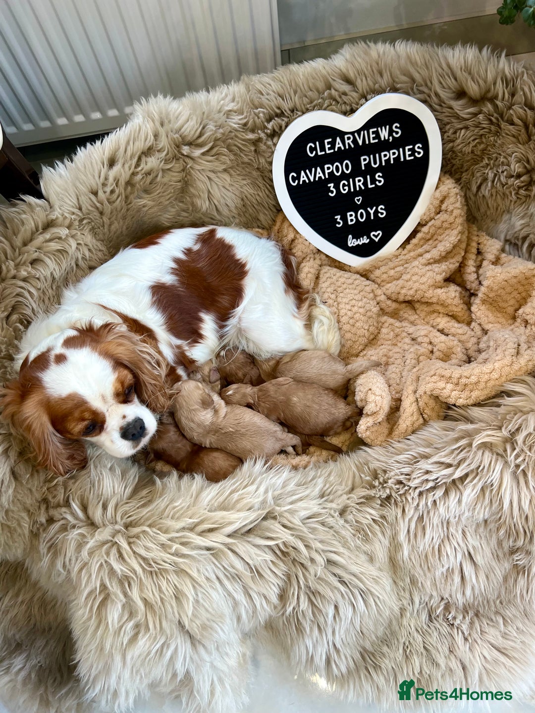 Cavapoo dogs for sale: ✨Beautiful Toy Cavapoo Puppies KC Reg parents✨ - Advert 1