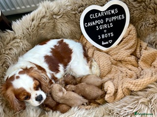 Cavapoo dogs ✨Beautiful Toy Cavapoo Puppies KC Reg parents✨ - Advert 1
