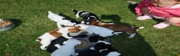 Jack Russell dogs for sale: Beautiful litter of 7 amazing Jack Russel puppies - Advert 19