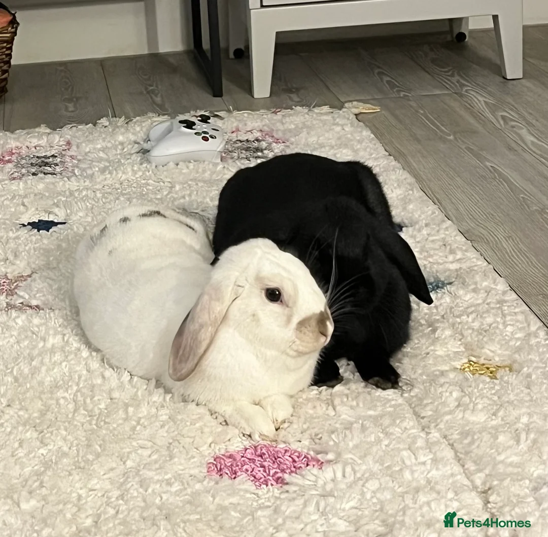 Mini Lop rabbits for sale: Lop bunnies adopted from Pets at Home.  - Advert 1