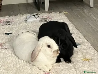 Mini Lop rabbits Lop bunnies adopted from Pets at Home. - Advert 2