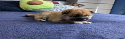 Japanese Shiba Inu dogs for sale: Lovely Shiba Inu Puppies, Ready for home late Aug in Corby - Advert 9