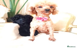 Pomapoo dogs for sale: Stunning little male F1 pomapoo puppy. - Image 2